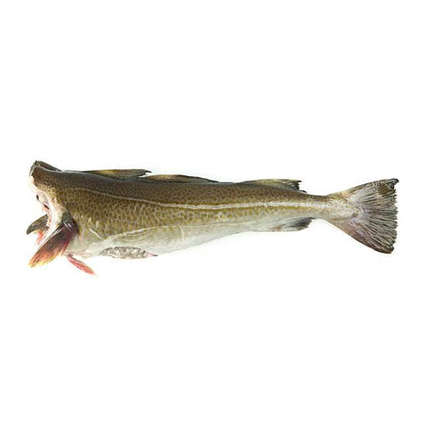 Bacalao Skrei