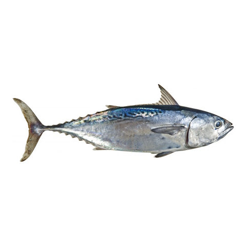 Bacoreta
