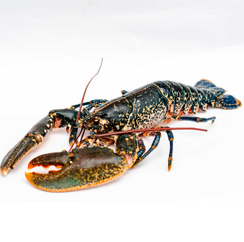 Bogavante Azul