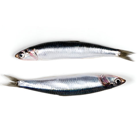 Boquerón de Santoña fresco recién entrado en La Barca