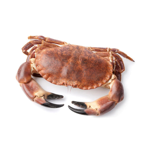 Buey de Mar Vivo