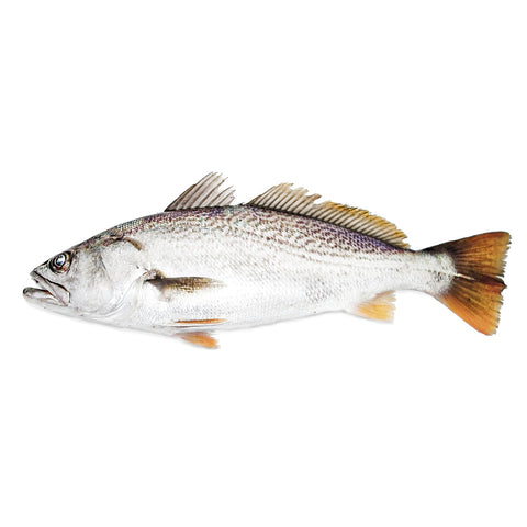 Corvina fresca del Mediterráneo recién entrada en La Barca