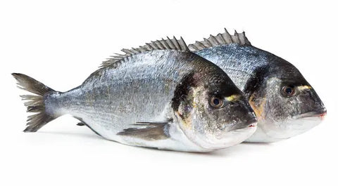 Dorada (Piscifactoría Marina 1ª)