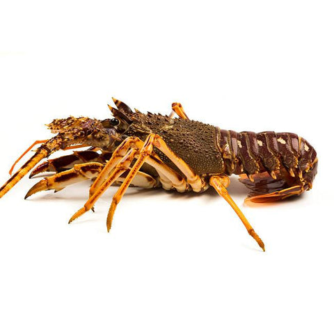 Langosta del Cantábrico