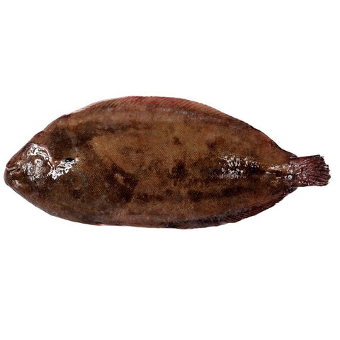 Lenguado del Norte