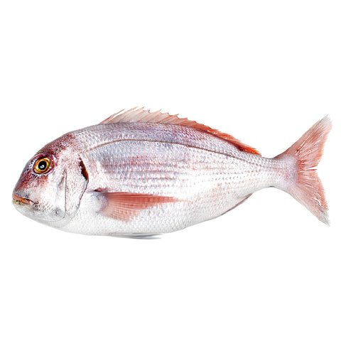 Pargo del Mediterráneo fresco en La Barca