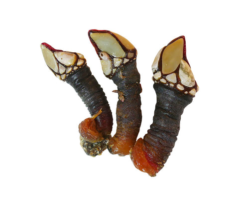 Percebes Gallegos (de Camariñas)
