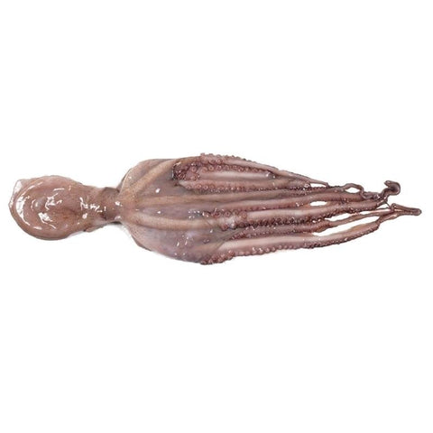 Pulpo Atlántico