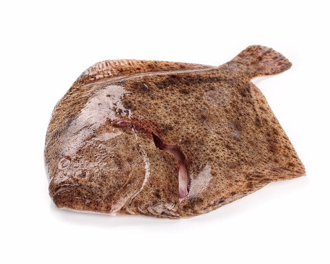 Rodaballo de Galicia (cultivo 1ª calidad)