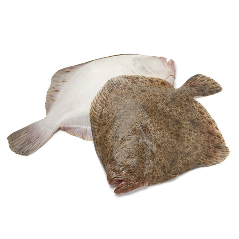 Rodaballo Salvaje Gallego